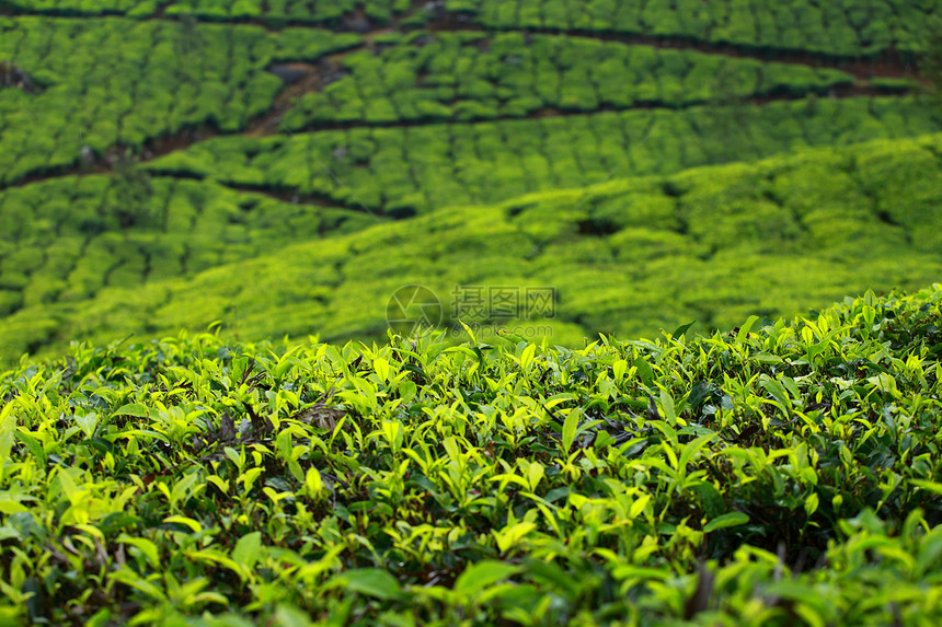 绿色茶叶种植园景观 印度喀拉拉邦Munnar旅游爬坡道场地财产叶子栽培生长衬套环境农田图片