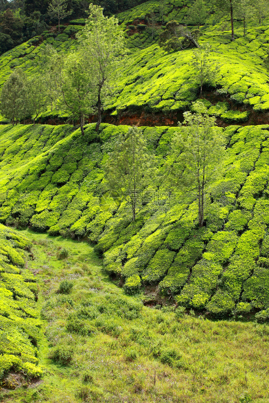 绿色茶叶种植园景观 印度喀拉拉邦Munnar热带爬坡植物村庄天空农田财产高地场地生长图片