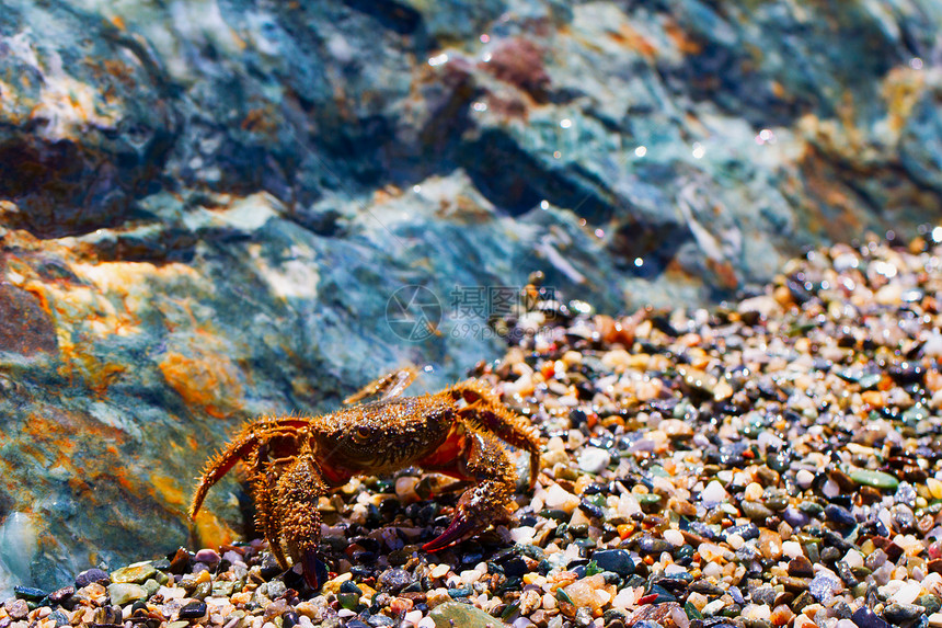 螃蟹岩石野生动物旅行热带宏观荒野动物海滩水族馆甲壳图片