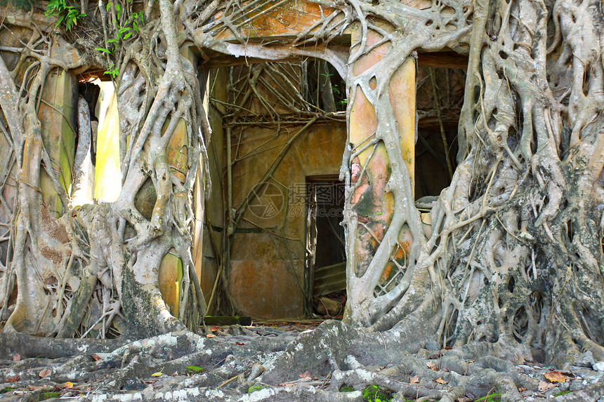 罗斯岛上被树根覆盖的废弃建筑废墟 印度安达曼群岛环境殖民遗迹花园森林场地丢弃丛林教会农场图片