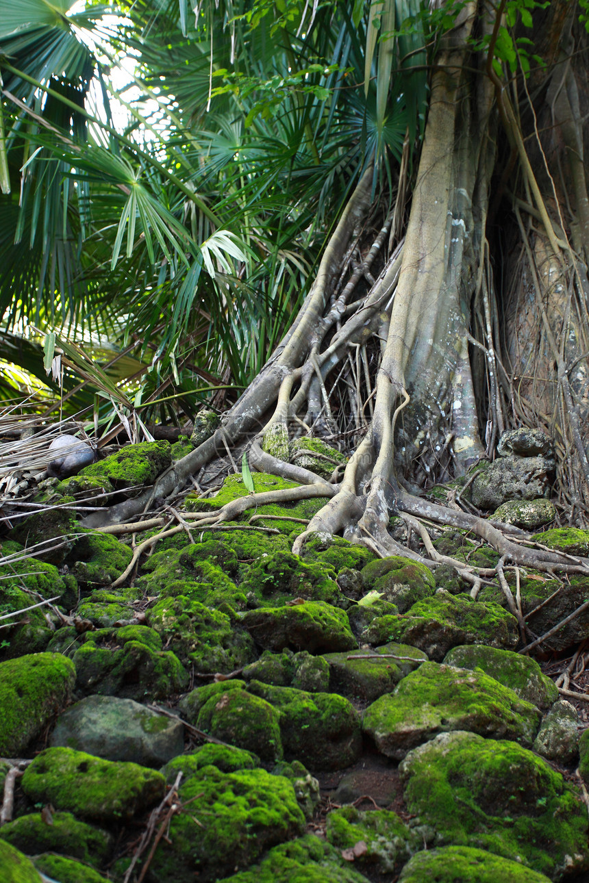 罗斯岛上被树根覆盖的废弃建筑废墟 印度安达曼群岛农场环境破坏花园历史性生长森林教会港口遗迹图片