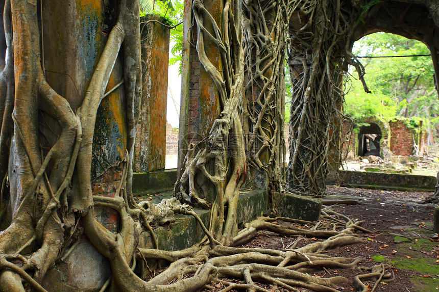 罗斯岛上被树根覆盖的废弃建筑废墟 印度安达曼群岛花园农场丢弃历史性遗迹大教堂港口大厦森林丛林图片