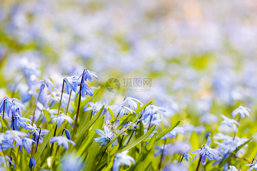 春天蓝色花朵的光荣植物晴天草地荒野阳光场地野花荣耀甲壳虫园艺图片