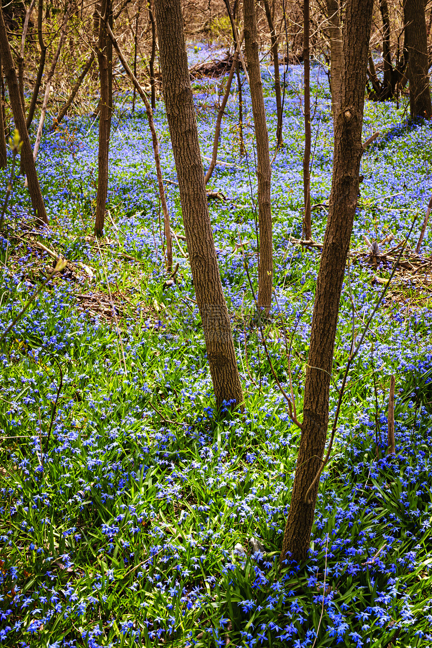 春草草地和蓝花朵蓬华树干林地植物植物群风景蓝色农村甲壳虫地毯生长图片