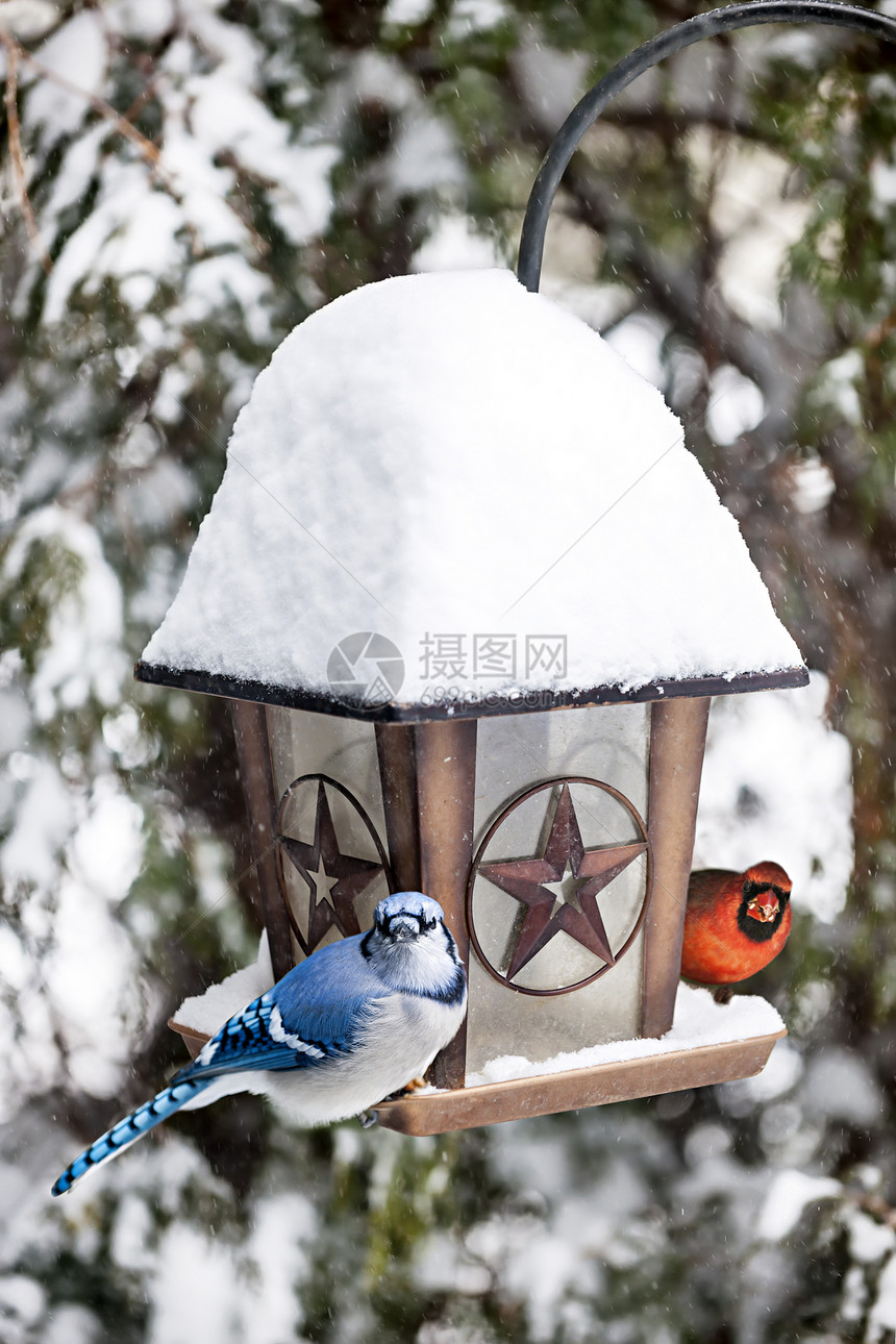 冬季鸟食鸟鸟的鸟类红衣鸟巢荒野种子栖息下雪食物松鸦蓝鸟野生动物图片