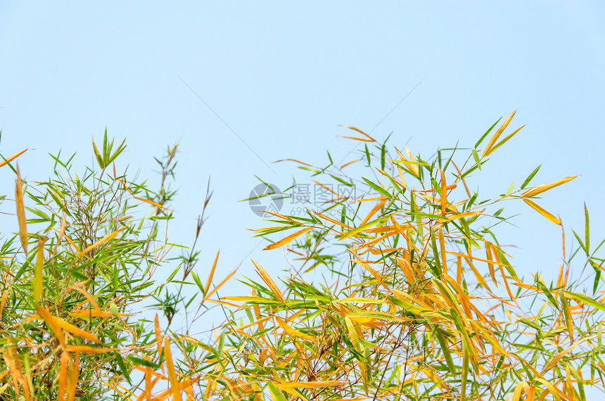 竹叶叶边界绿色植物植物群竹叶文化花园叶子树叶图片