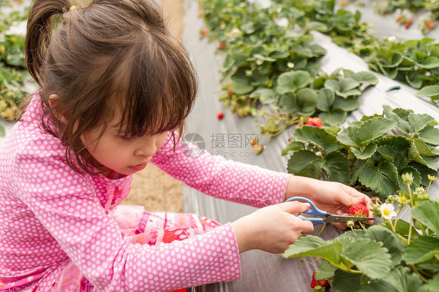 草莓农场采摘斯特罗草莓的年轻女孩草药植物茶点栽培收成场地农村叶子水果浆果图片