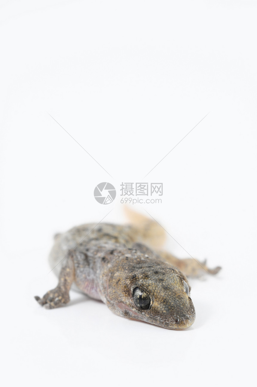 Gecko 蜥蜴棕色动物群房子生物工作室异国白色爬行动物宠物情调图片