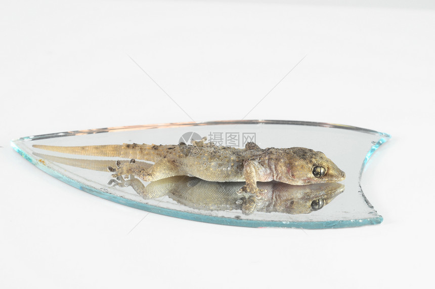 一个小Gecko Lizad和镜像异国宏观镜子动物生物蜥蜴棕色壁虎工作室皮肤图片