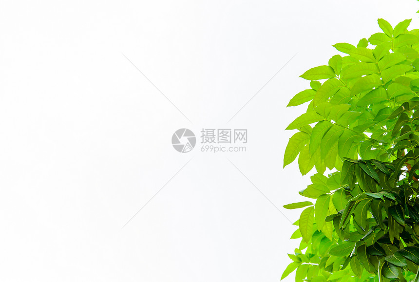 孤立绿叶太阳枝条生长植物群叶子框架森林树木花园阴影图片