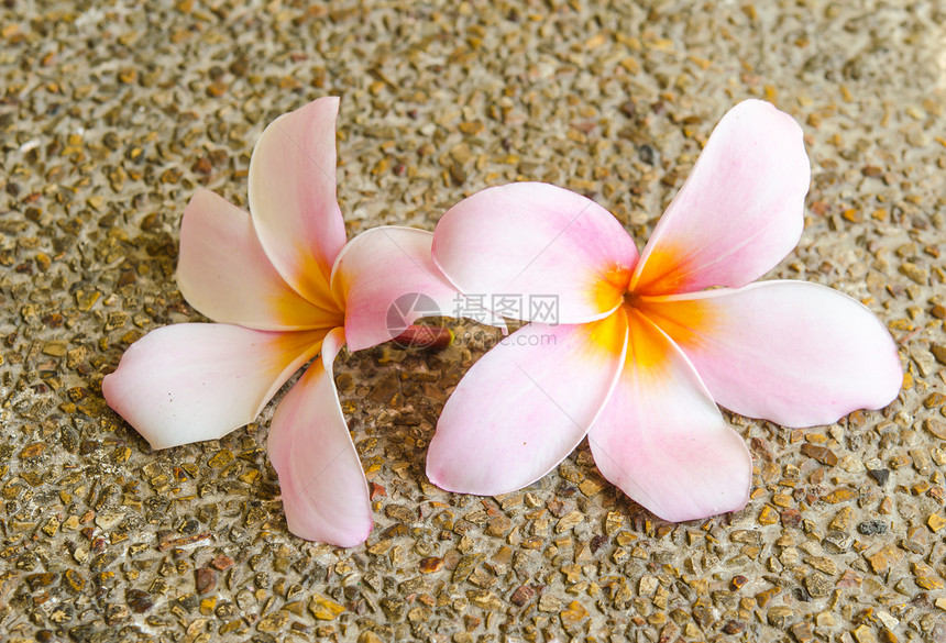 鲜花花鸡蛋花异国白色黄色花瓣热带粉色情调花朵美丽图片