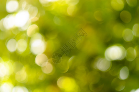 Bokeh 绿色太阳阳光背景白色背景图片