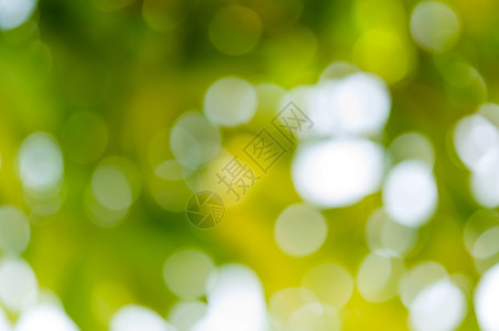 Bokeh 绿色背景阳光白色太阳背景图片