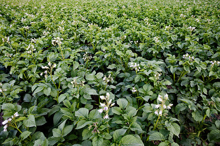 种植马铃薯绿色叶子生长风光栽培土豆田园花序农业蔬菜背景图片