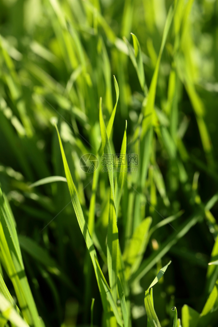 带水滴的新绿草植物学反射生态草地气候天气花园生长环境雨滴图片