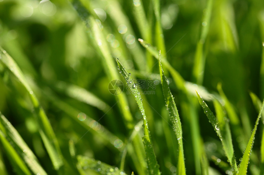 带水滴的新绿草植物反射生长生物学植物群植物学草地叶子草本植物气候图片