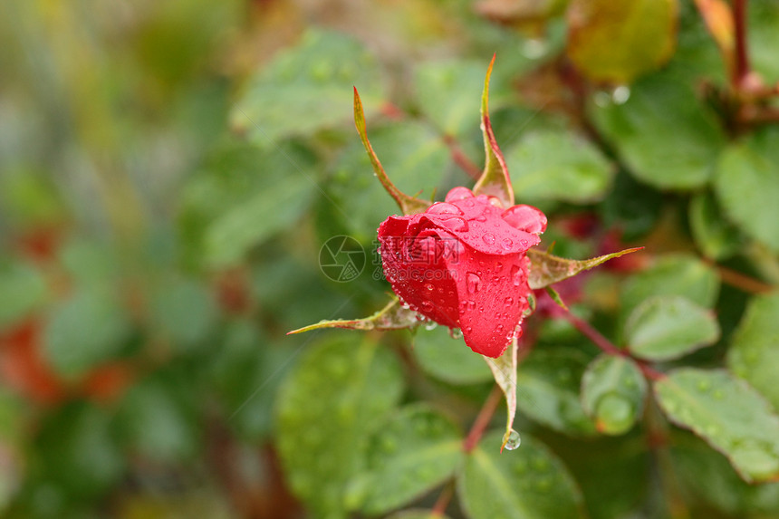 红色玫瑰的紧贴 我的花园里滴着水滴花瓣植物叶子脆弱性树叶绿色宏观美丽图片