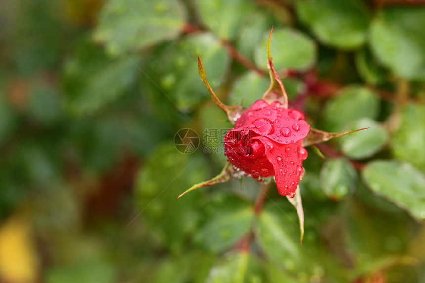 红色玫瑰的紧贴 我的花园里滴着水滴植物美丽花瓣绿色宏观叶子树叶脆弱性图片