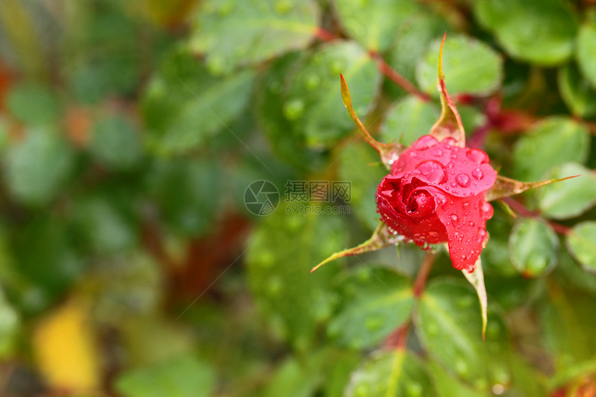 红色玫瑰的紧贴 我的花园里滴着水滴植物叶子绿色宏观脆弱性美丽花瓣树叶图片