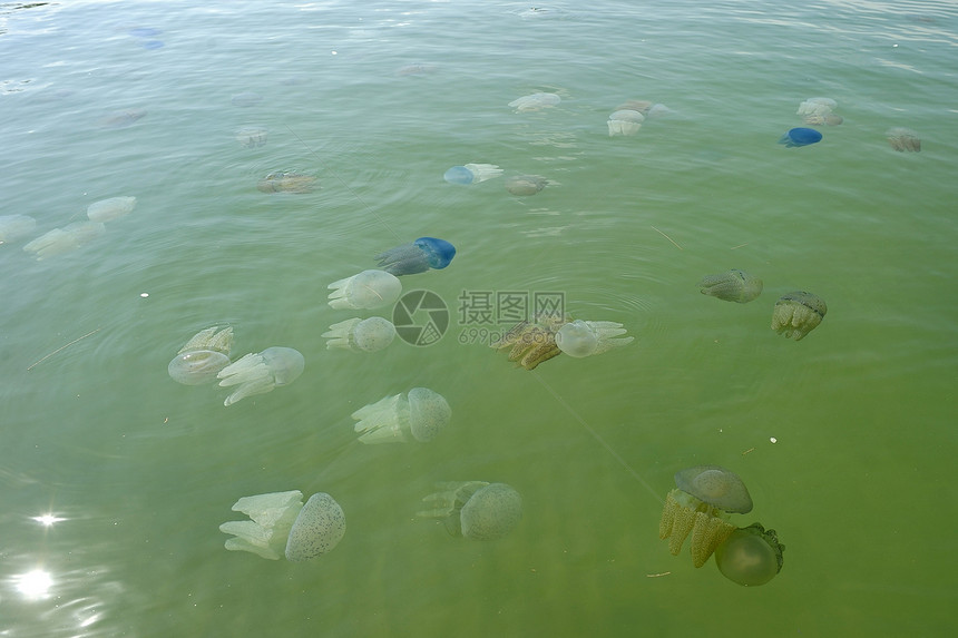 漂浮在泰国海上的美丽的海水母生活游泳海洋学野生动物浮潜海洋呼吸管生物动物潜水图片