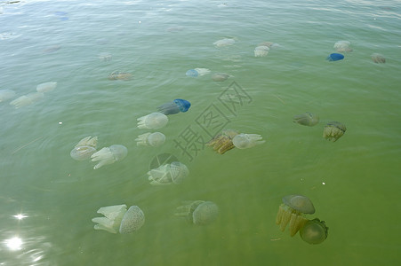 果冻鱼漂浮在泰国海上的美丽的海水母生活游泳海洋学野生动物浮潜海洋呼吸管生物动物潜水背景