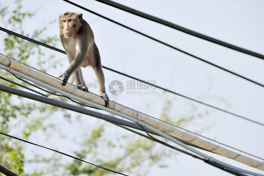 挂在电线上的猴子狒狒尾巴栅栏野生动物动物群倒钩金属毛皮隐藏公园图片