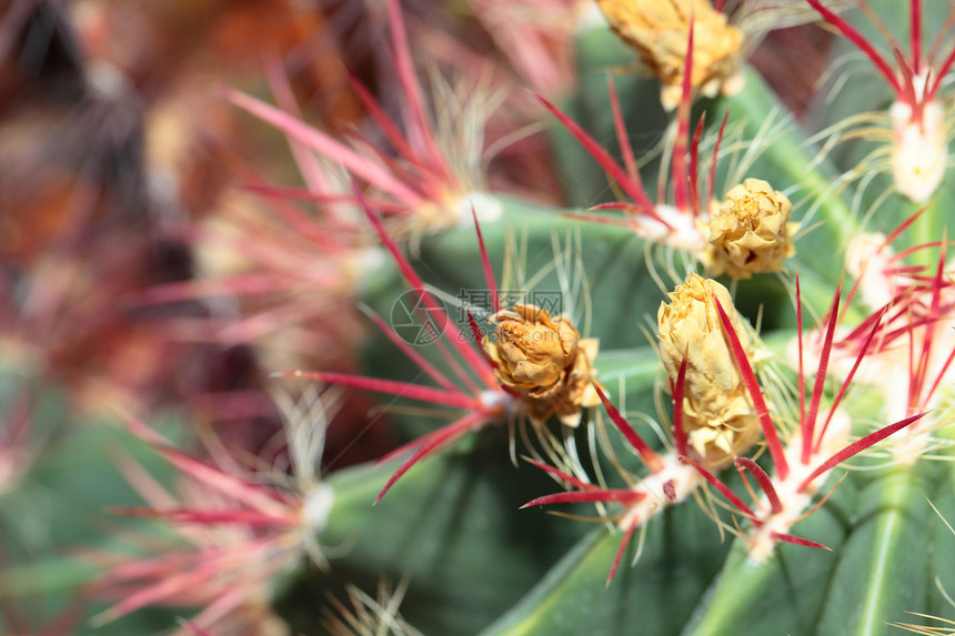 长刺球形仙人掌的特写植物学花园金子生长叶子地球植物沙漠宏观脊柱图片