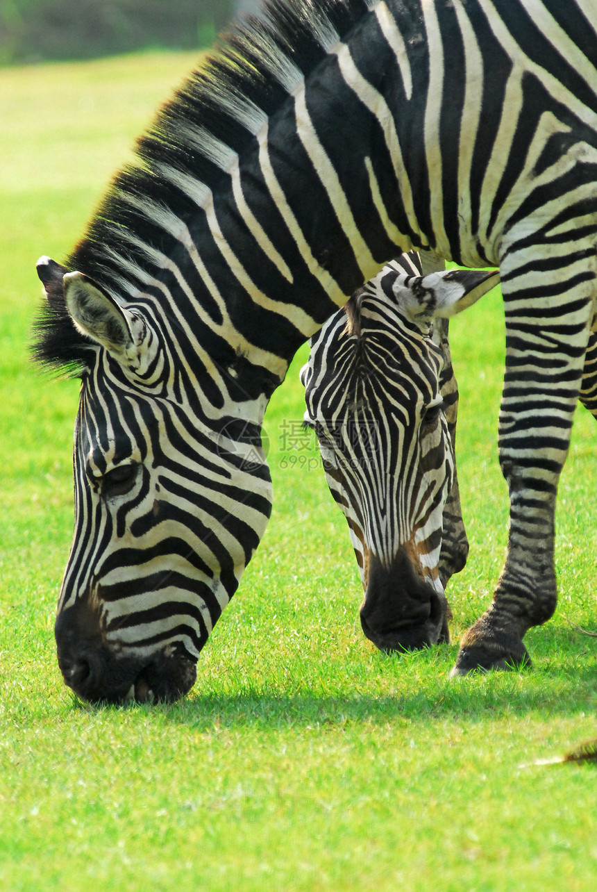 斑马在绿地放牧绿色条纹蹄子野生动物头发情调动物学哺乳动物动物园动物图片