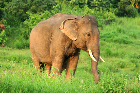 热带雨林大象在泰国北部的自然环境中 大象是亚洲大象物种场景树干野生动物灵活性森林植物母亲濒危危险背景