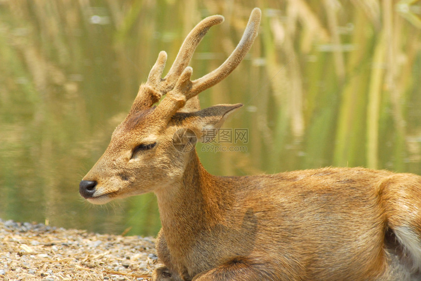 Siamese Eld的鹿眼睛照片季节耳朵环境鹿肉麋鹿国家动物园森林图片