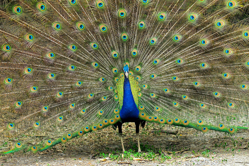 近距离收紧显示尾羽的印度男性皮禽动物图案羽毛蓝色孔雀展示成年图像绿色画幅图片