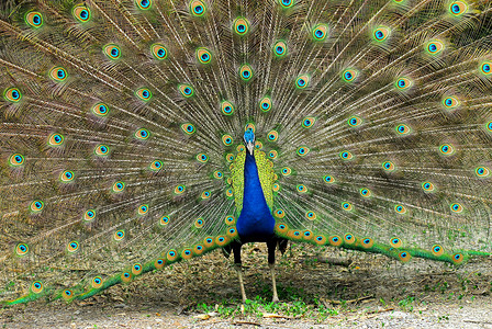 近距离收紧显示尾羽的印度男性皮禽动物图案羽毛蓝色孔雀展示成年图像绿色画幅背景图片