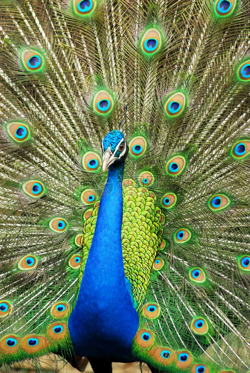 近距离收紧显示尾羽的印度男性皮禽展示蓝色羽毛绿色爆头正方形图案图像动物鸡冠花图片