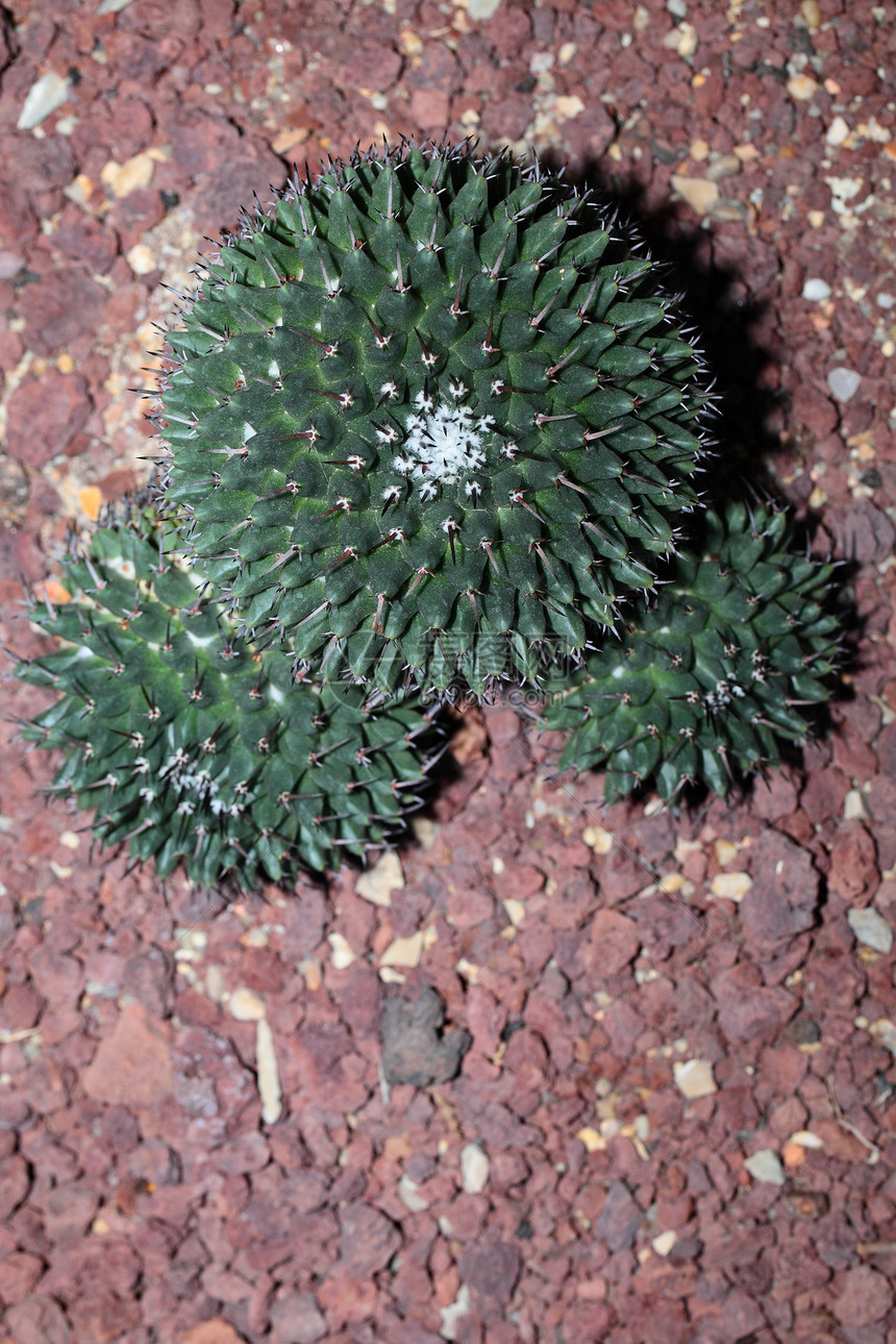 长刺球形仙人掌的特写脊柱热带沙漠宏观生活尖刺危险生长金子植物图片