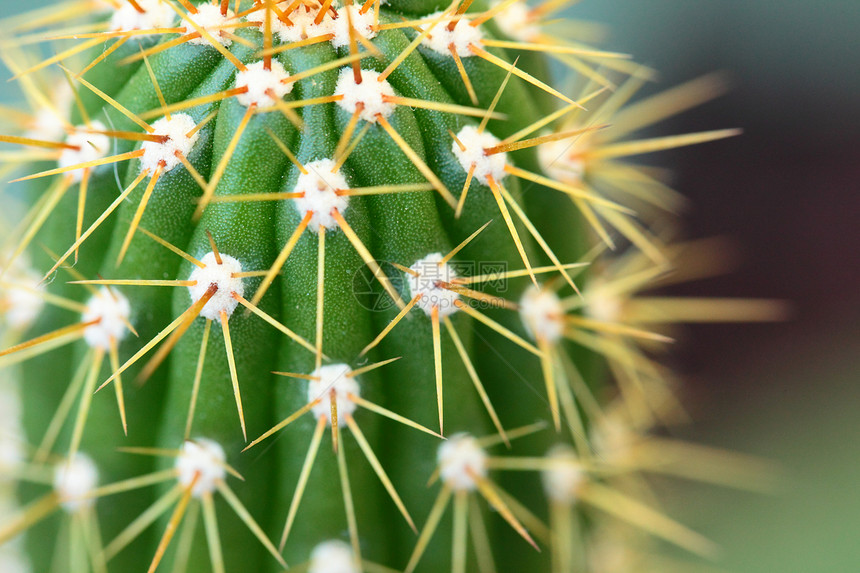 长刺球形仙人掌的特写植物热带地球沙漠脊柱生长花园植物学宏观尖刺图片