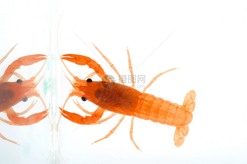 淡水龙虾海上生活动物摄影野生动物天线生食活力海鲜阴影宠物图片