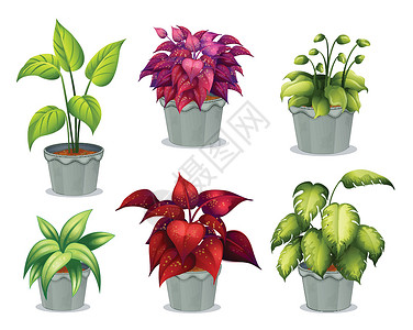 盆栽土壤6个非开花植物设计图片