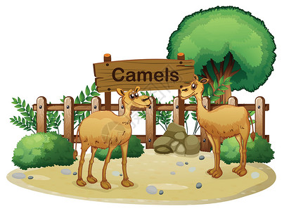 长方形木头牌子两只骆驼后面的牌子插画