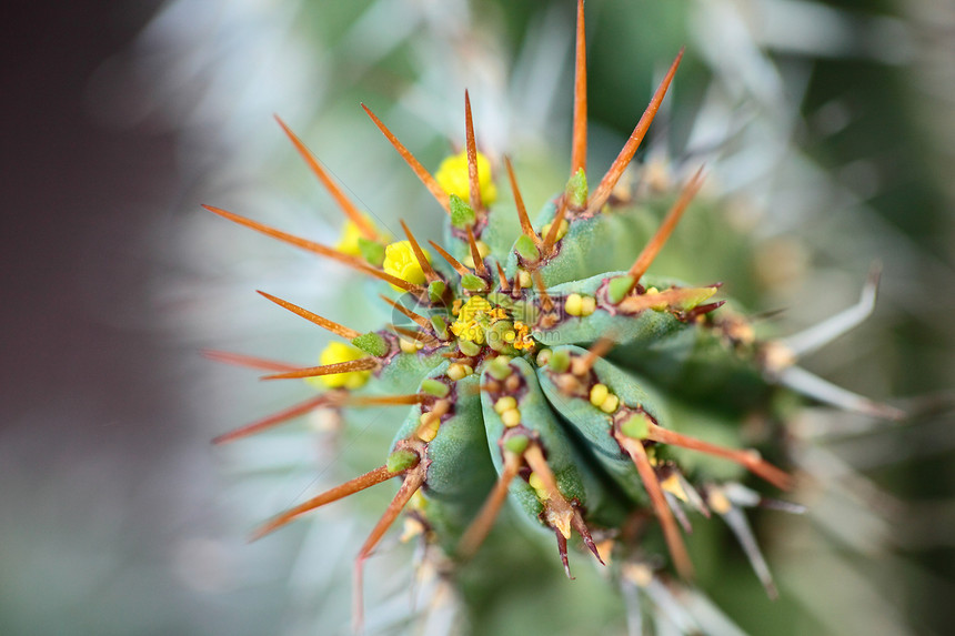 长刺球形仙人掌的特写热带脊柱植物学生活花园尖刺危险宏观金子叶子图片