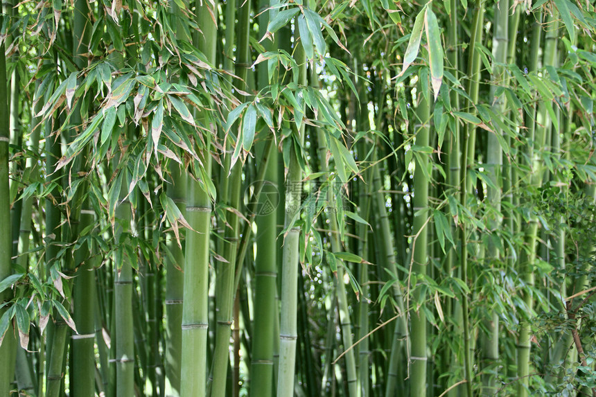 竹子边界叶子植物花园生态木头园艺环境生长风水图片