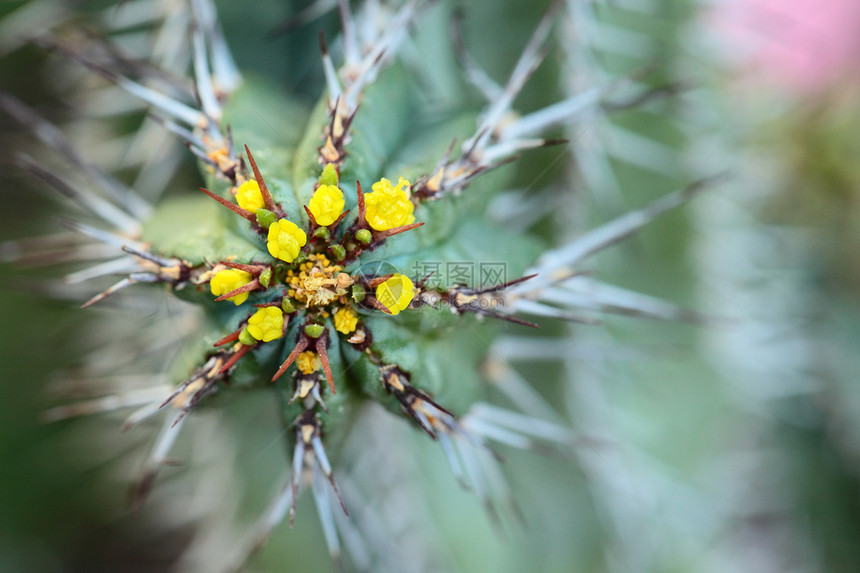 长刺球形仙人掌的特写地球生活植物学植物花园尖刺生长宏观叶子沙漠图片