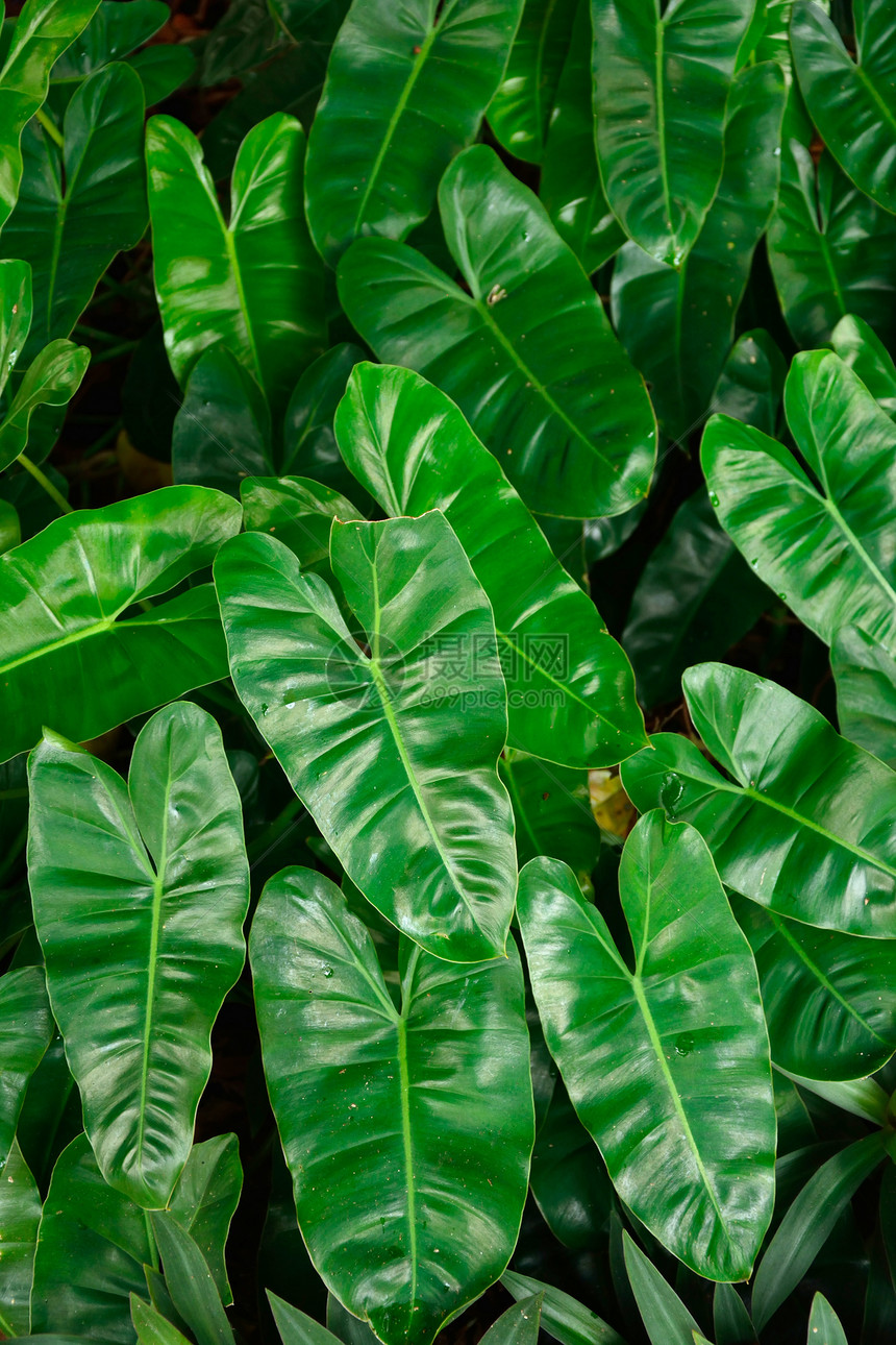 绿叶背景绿色木头纹理叶子植物图片
