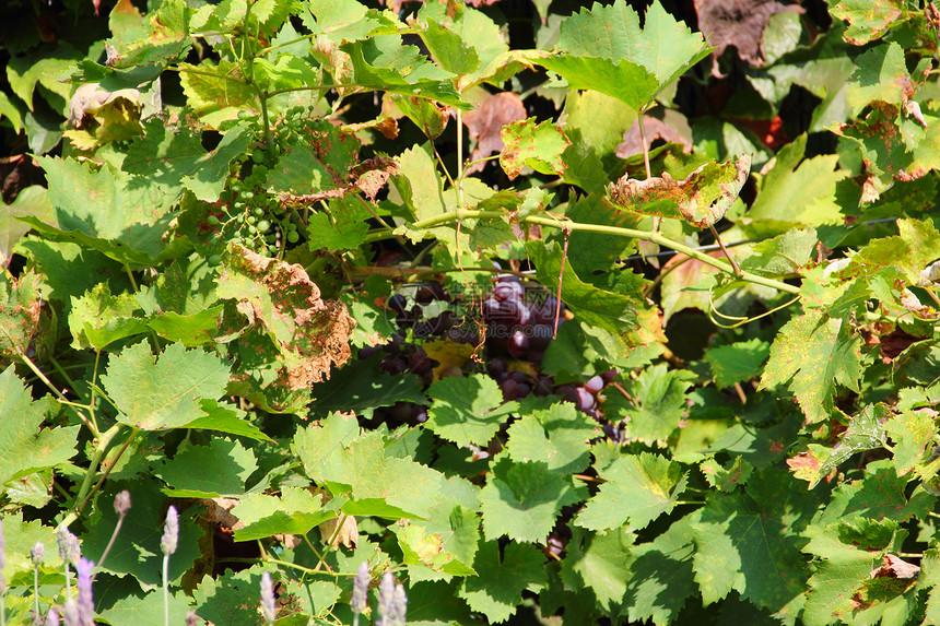 葡萄树上的红葡萄季节植物农村卷须葡萄园藤蔓叶子分支机构水果食物图片