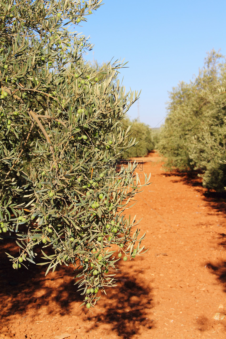 花园中的橄榄树植物天空木头水果树林农村文化农业种植园土壤图片