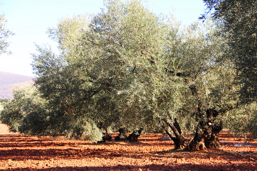 花园中的橄榄树国家树林场地农业植物种植园栽培天空木头水果图片