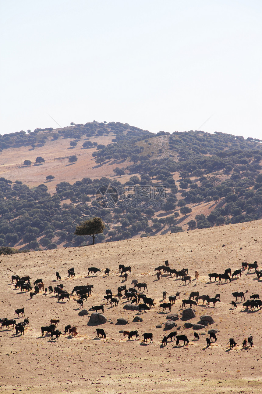 西班牙的公牛农场奶制品牛肉场地家畜斗牛奶牛牧场动物农业畜栏图片