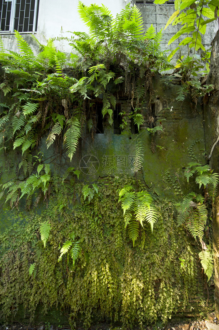 旧墙上的植物登山者建筑藤蔓蕨类环境水泥橙子苔藓砖块积木图片