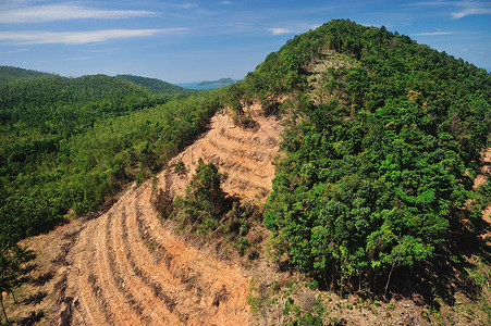 口袋妖怪树货架以空中观察形式在泰国进行的雨林破坏木板生态森林日志家具绿色天空棕色地球货架背景