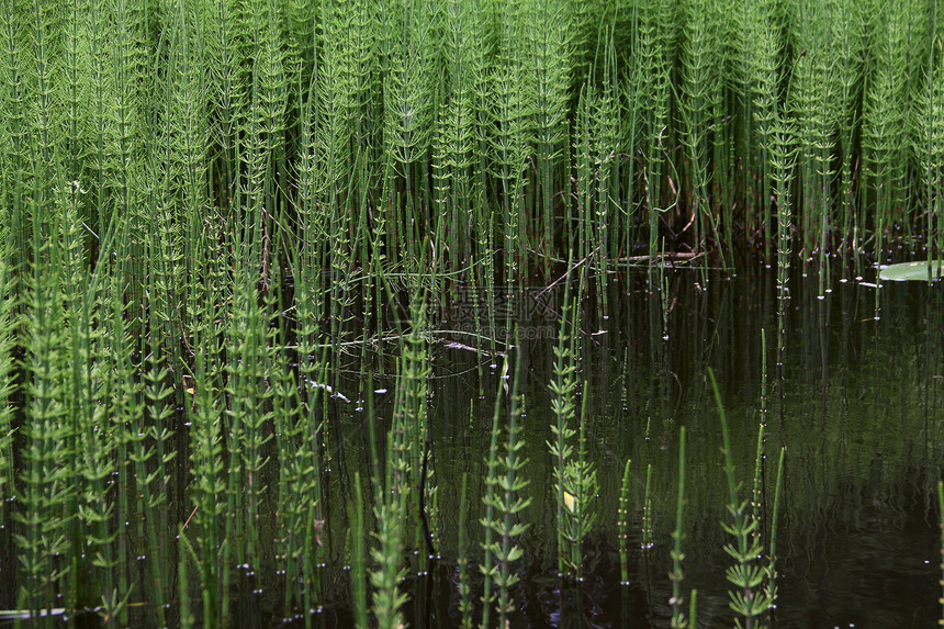 池塘加水厂杂草植物绿色植物绿色树叶叶子蓝色沼泽场景生长图片