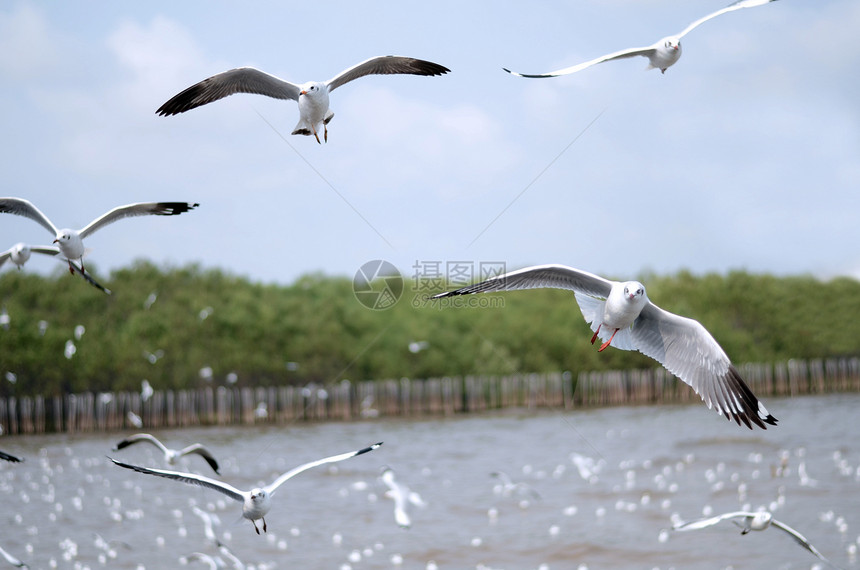在邦波行动飞行海鸥海洋翅膀荒野翼尖动物海湾天空空气榜浦白色图片